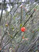 botanique  plante fleurs Castagniccia Corse Orezza