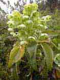 botanique  plante fleurs Castagniccia Corse Orezza